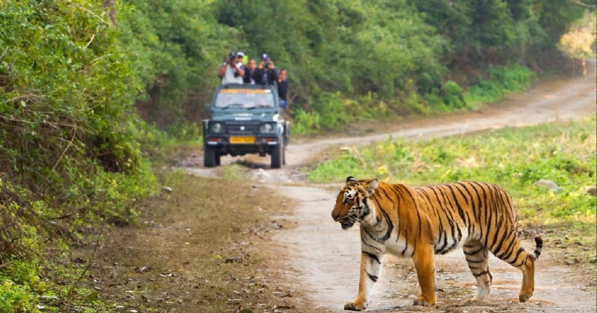 corbett bijrani zone