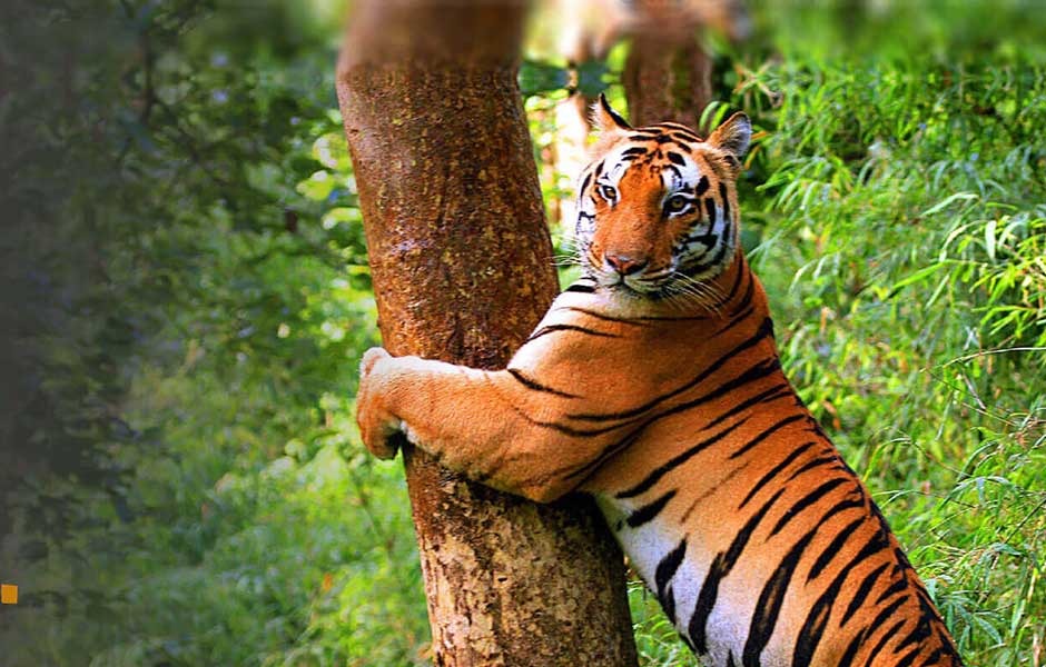 jim corbett national park tour package