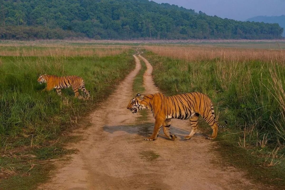 How To Reach Jim Corbett National Park 