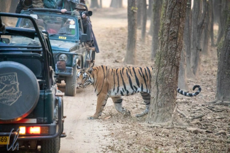 jim corbett national park tour package