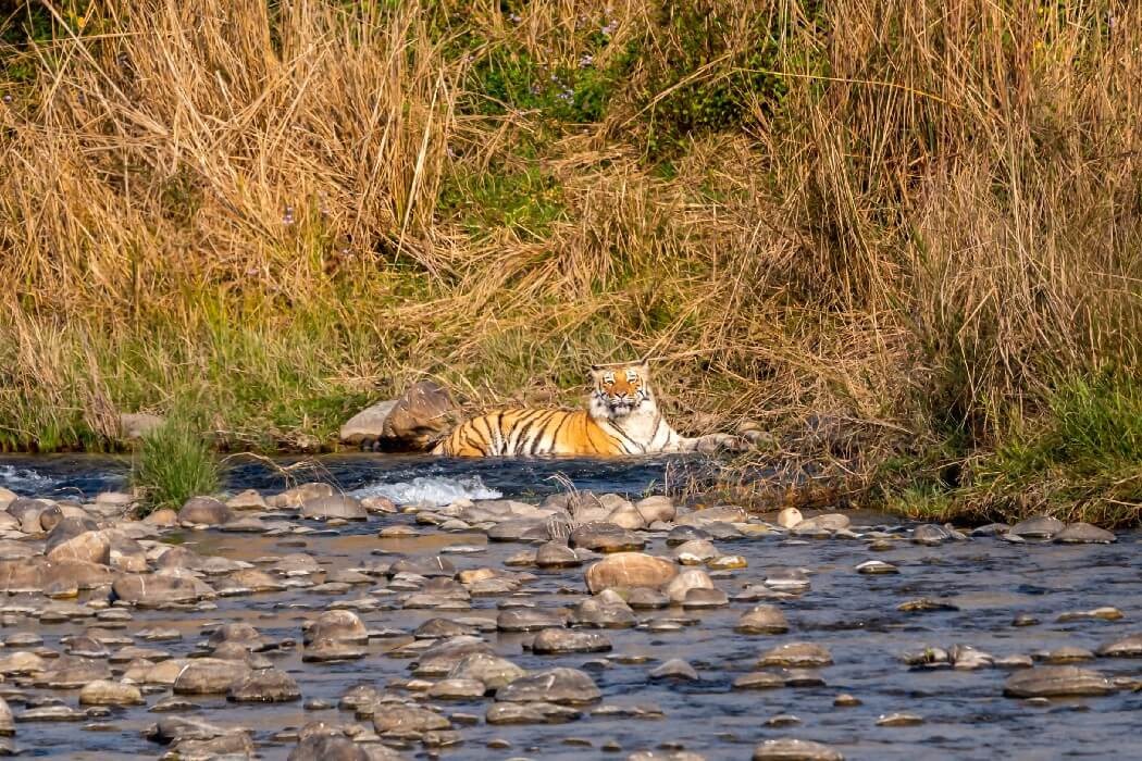 jim corbett national park tour package