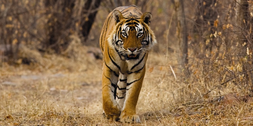  Best Time To Visit Jim Corbett National Park