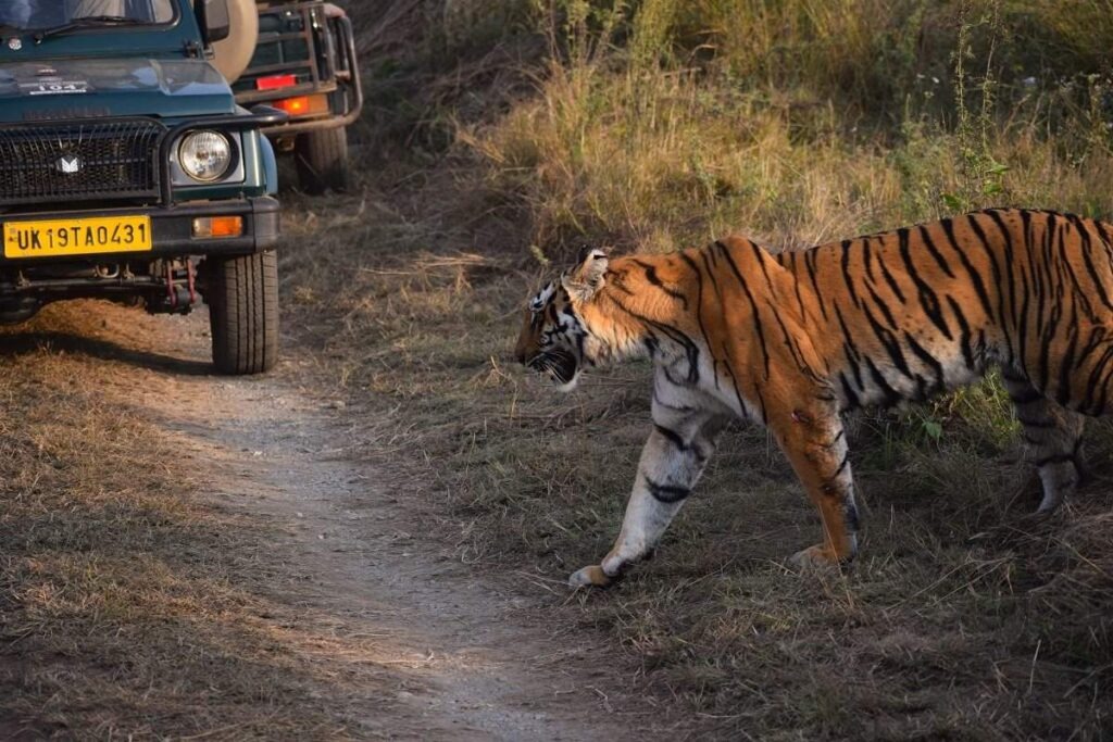 FAQ About Jim Corbett National Park