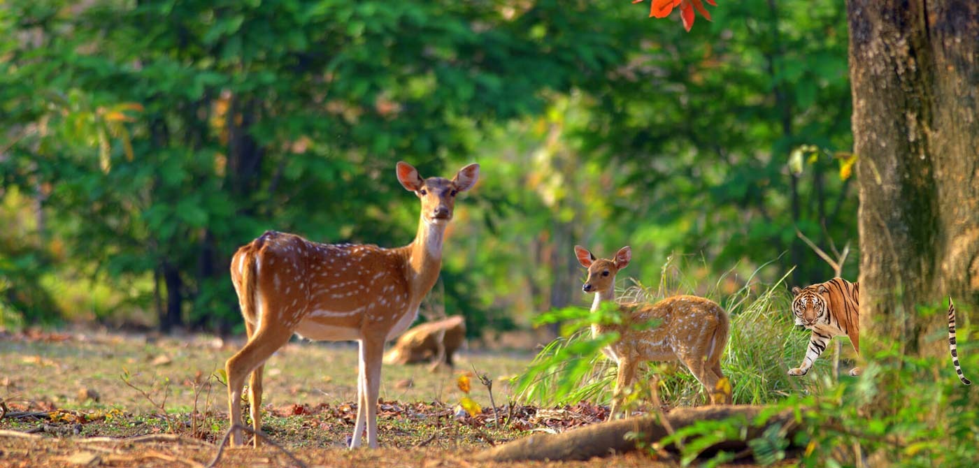 Flora Fauna In Jim Corbett National Park