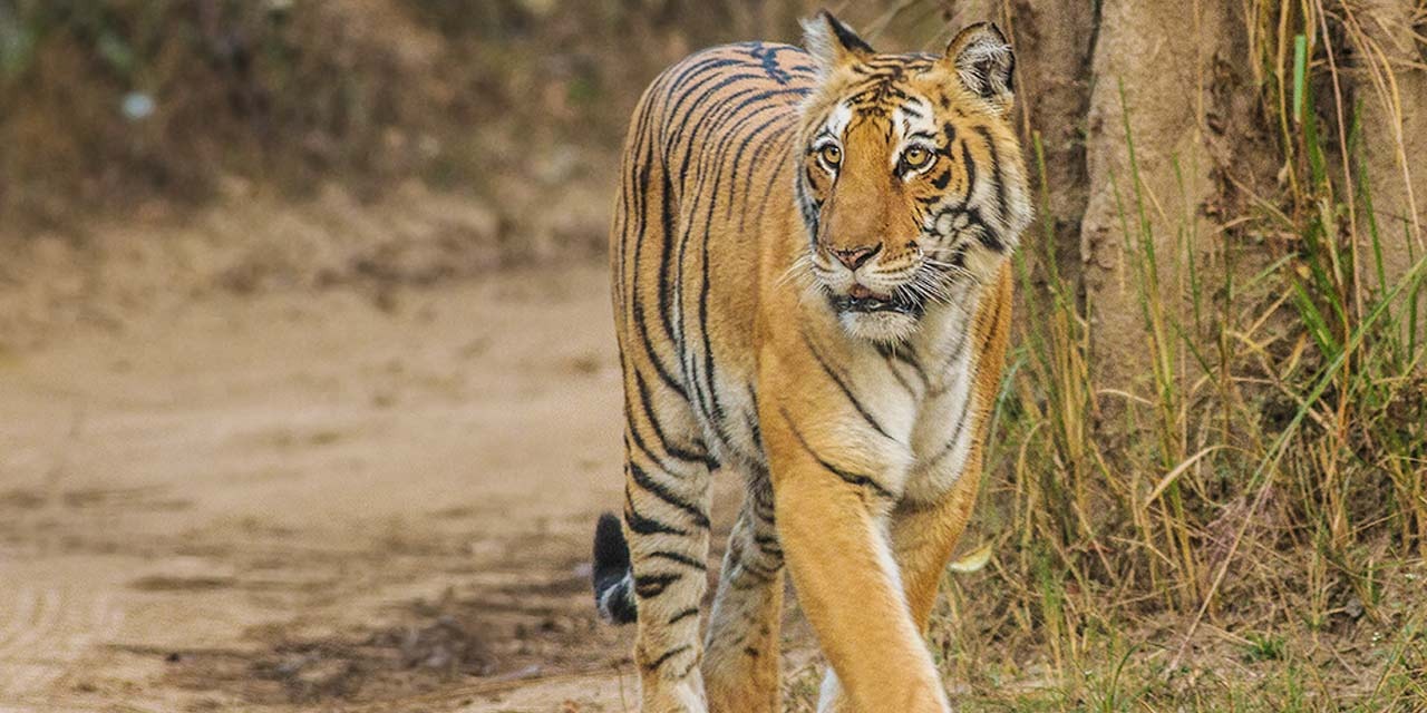 jim corbett national park tour package